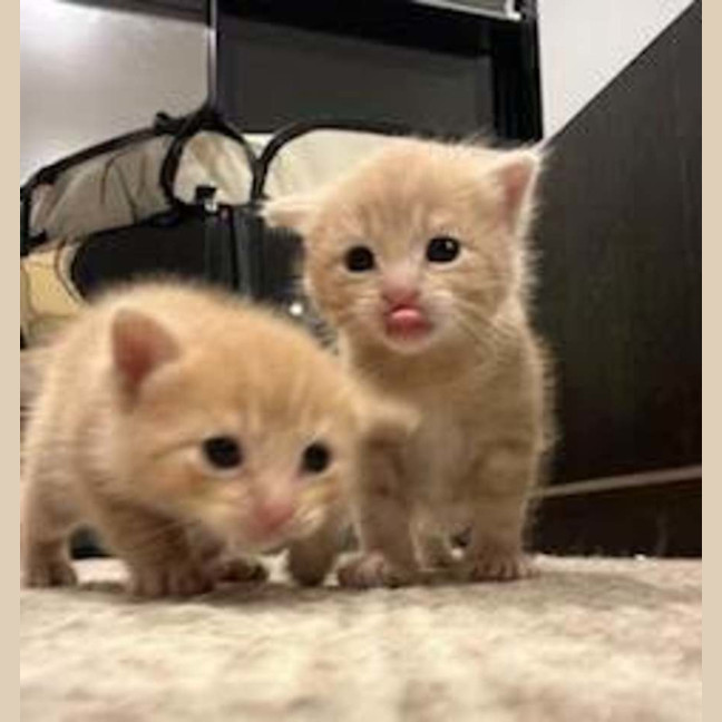 Photo of Merry ** 2nd Chance Cat Rescue**