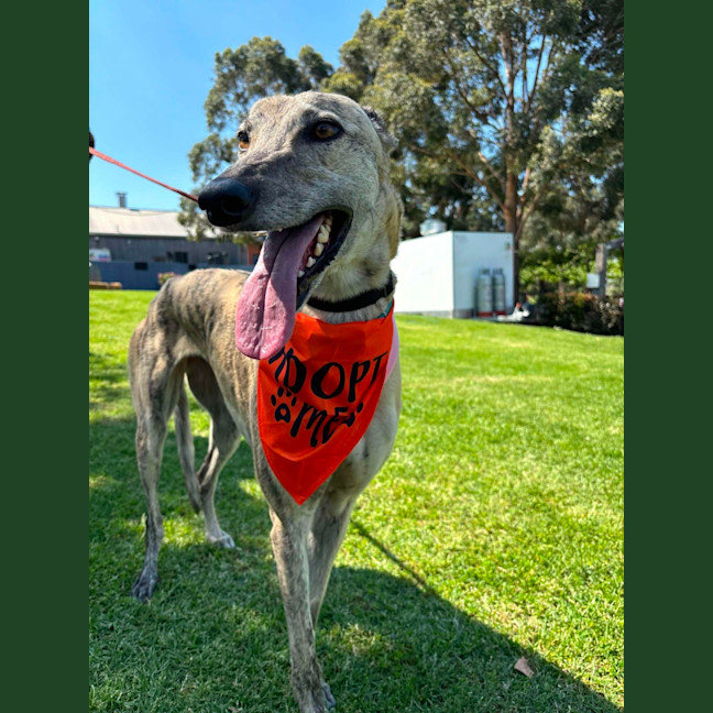 Photo of Bella   5 Year Old Greyhound
