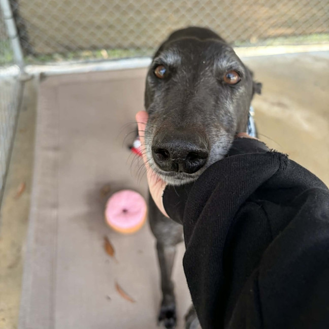 Photo of Theodore The Greyhound