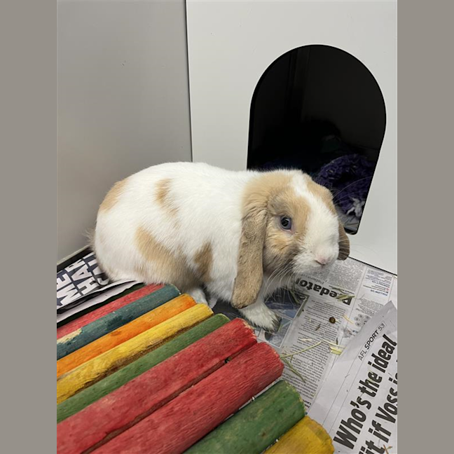 Photo of Hudson Junior