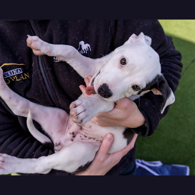 Photo of Fickelgruber