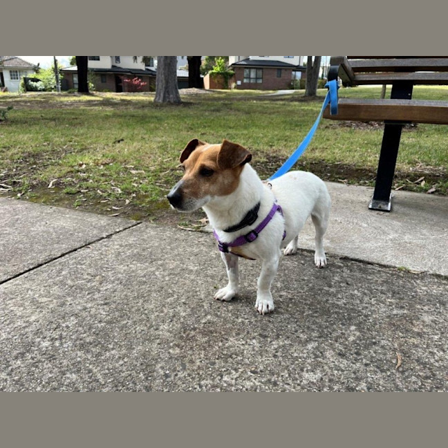 Photo of Rusty Kumara