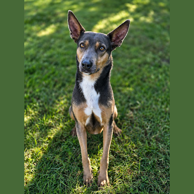 Photo of Daisy