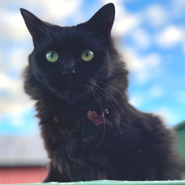 Photo of Little Dulcie
