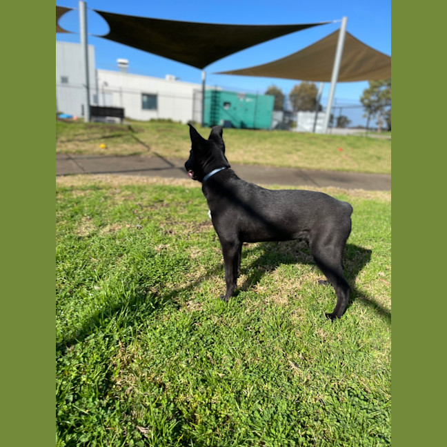Photo of Rex