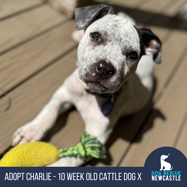 Photo of Charlie   10 Week Old Cattle Dog X