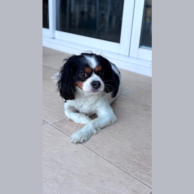 Photo of Chico