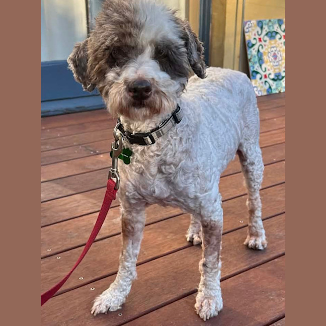 Photo of Barkley