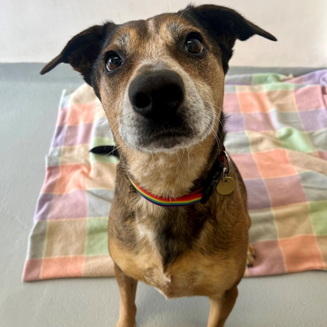 Photo of Tinkerbelle