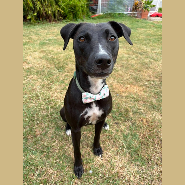 Photo of Fern *$250 Adoption Fee*
