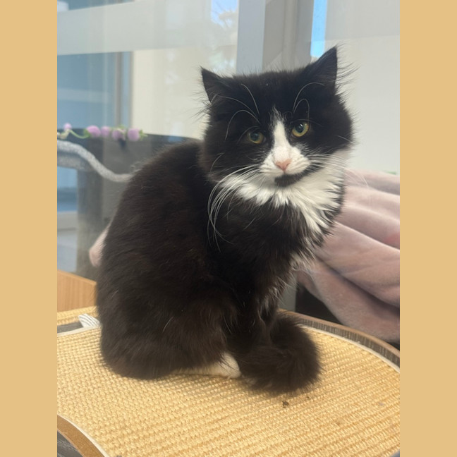 Photo of Tango