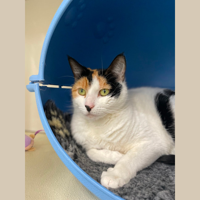 Photo of 🎡 Angelica 5623 🎡