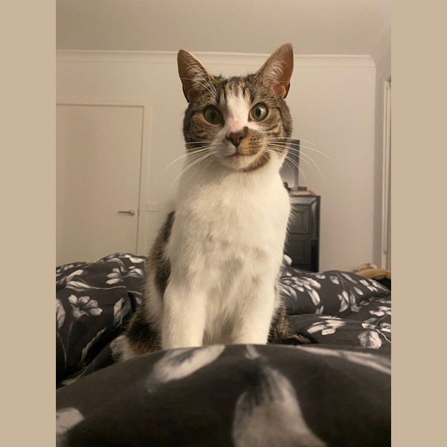 Photo of Blaze