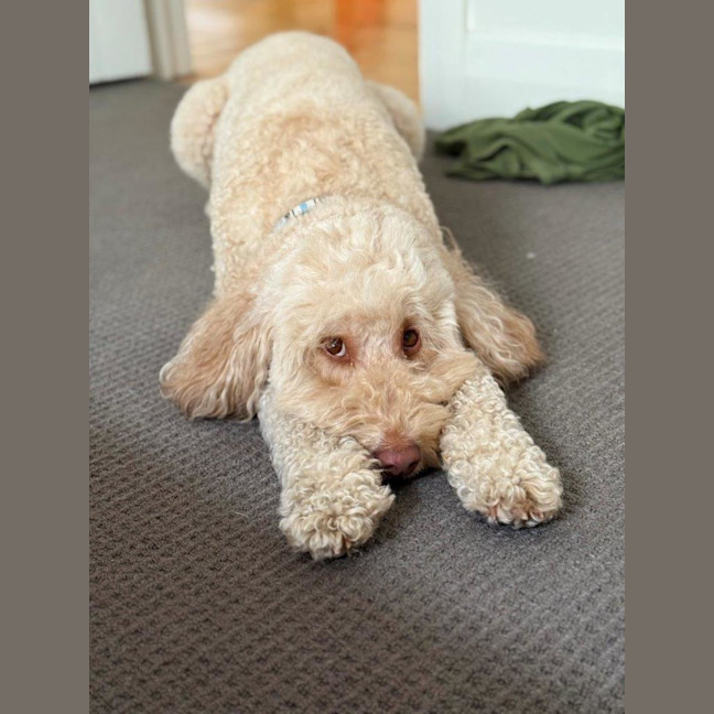 Photo of Gnocchi Russelton