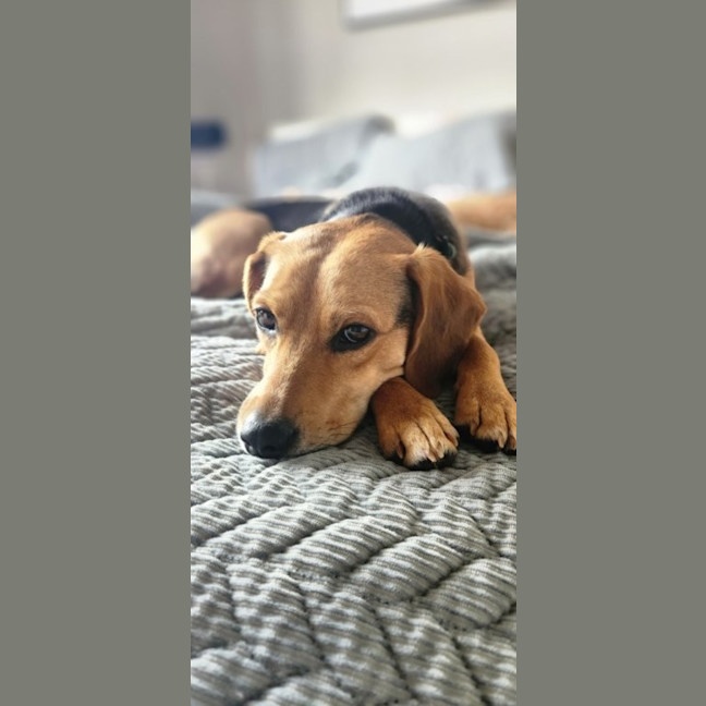 Photo of Bambi   15 Month Old Beagle X