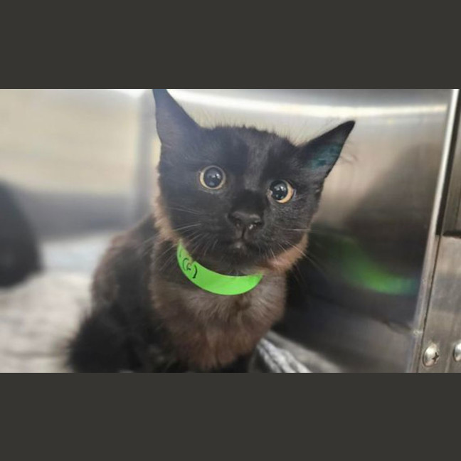 Photo of Delilah
