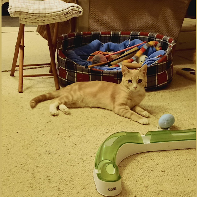 Photo of Lucky