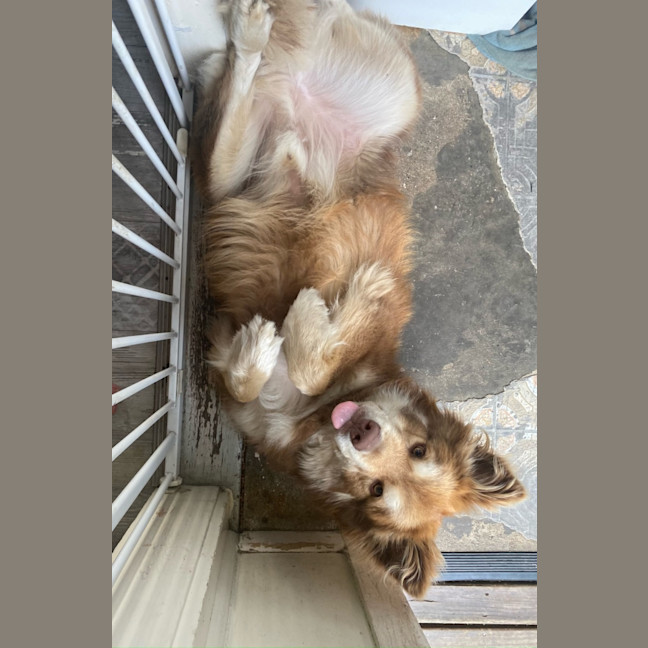 Photo of Simba