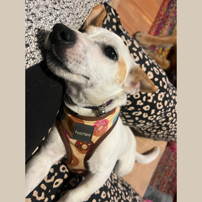 Photo of Missy
