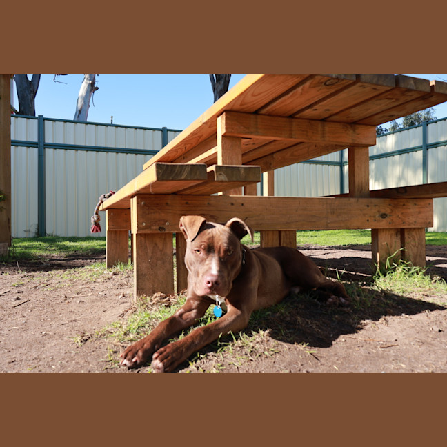 Photo of Dusty