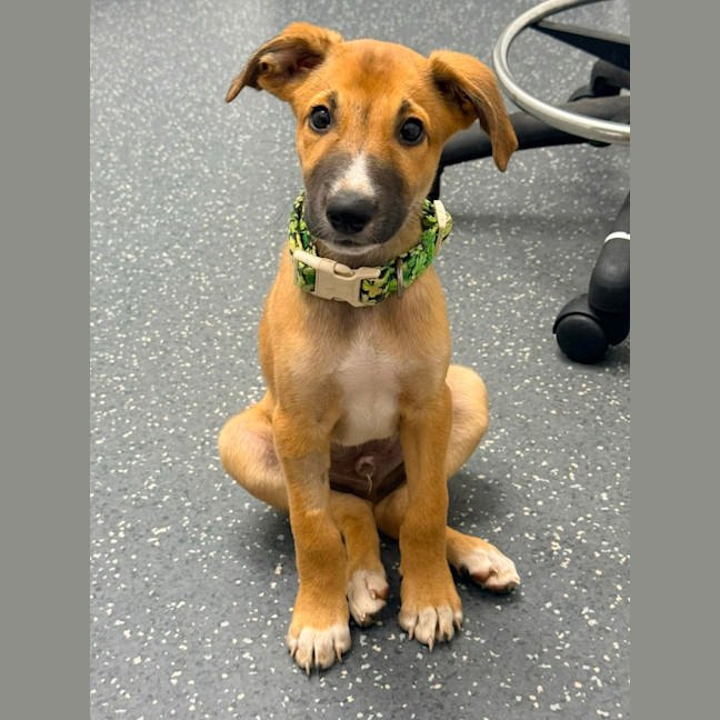 Biscoff - Medium Male Australian Kelpie Mix Dog in QLD - PetRescue