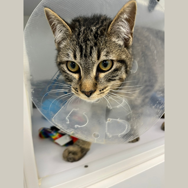 Photo of Kangaroo Paw