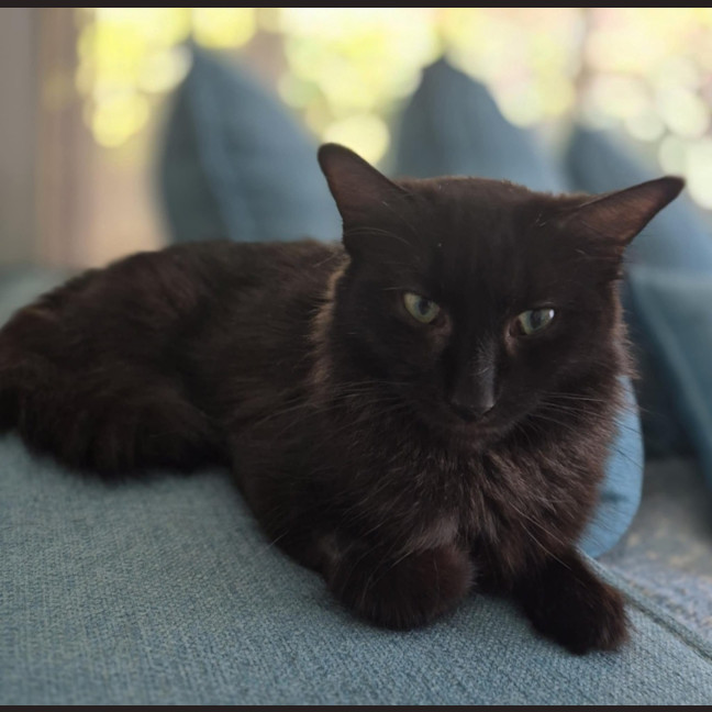 Photo of Lady