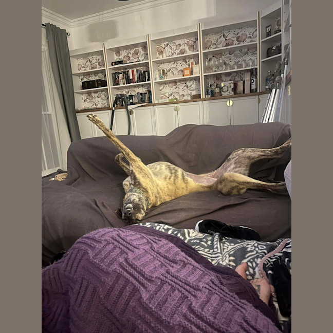 Photo of Alice, The Greyhound