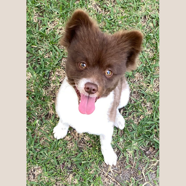 Photo of Pippin