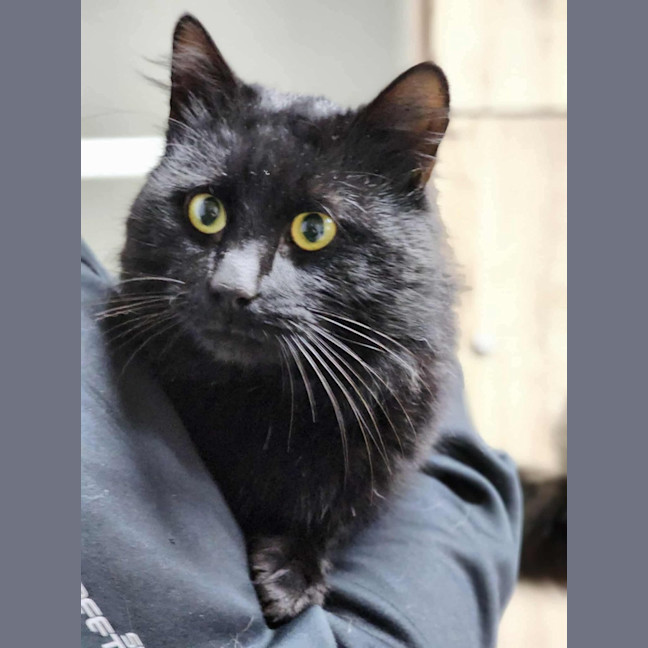 Photo of 🐻 Severus 6267 🐻