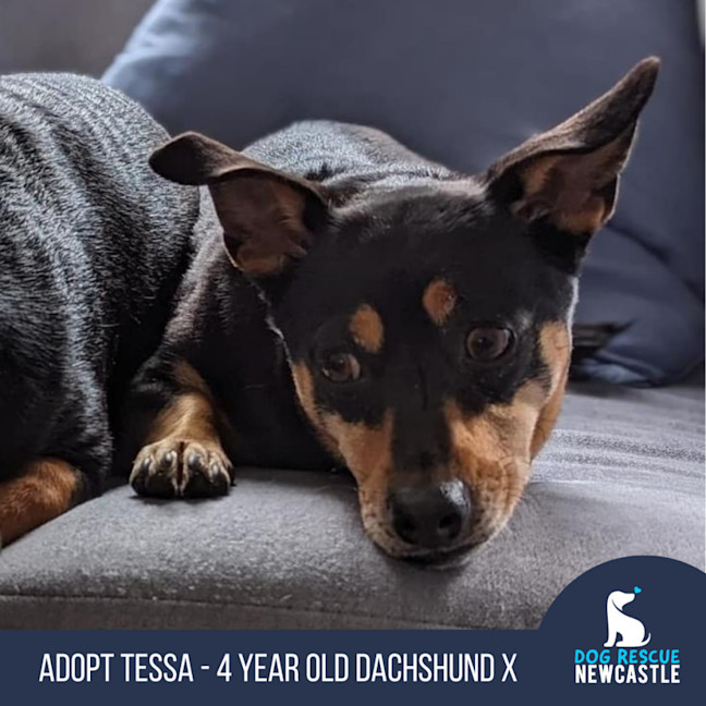 Photo of Tessa 💝 4 Year Old Dachshund X