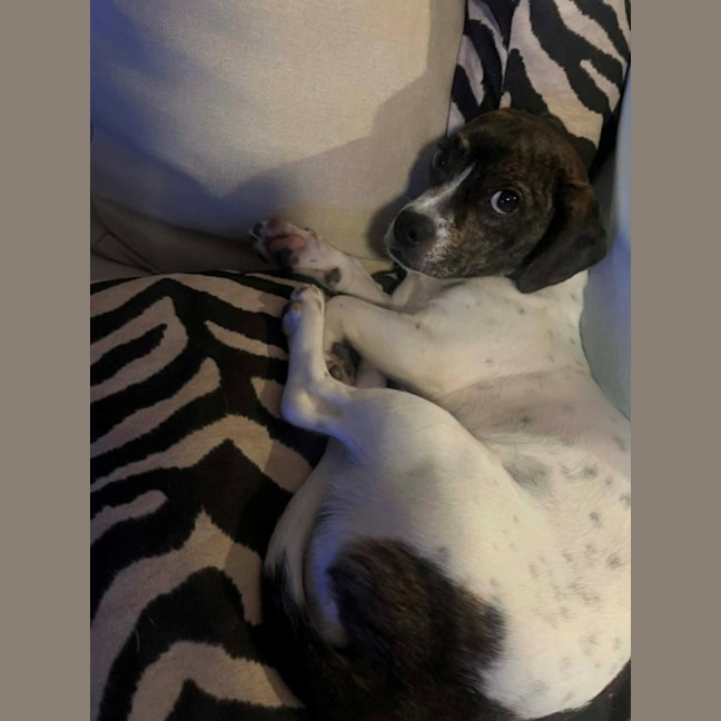 Photo of Daisy   10 Month Old Dachshund X Boston Terrier