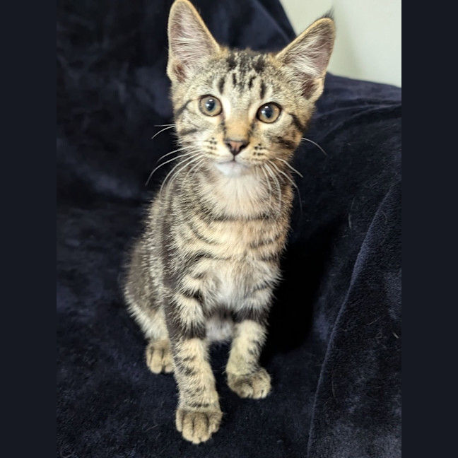 Photo of Nova