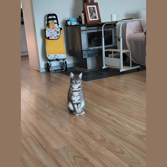 Photo of Lulu (Was Pinky)