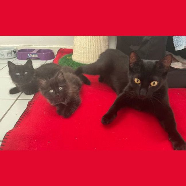 Photo of Toothless