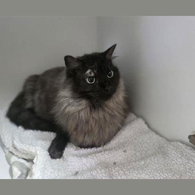 Photo of Buddy