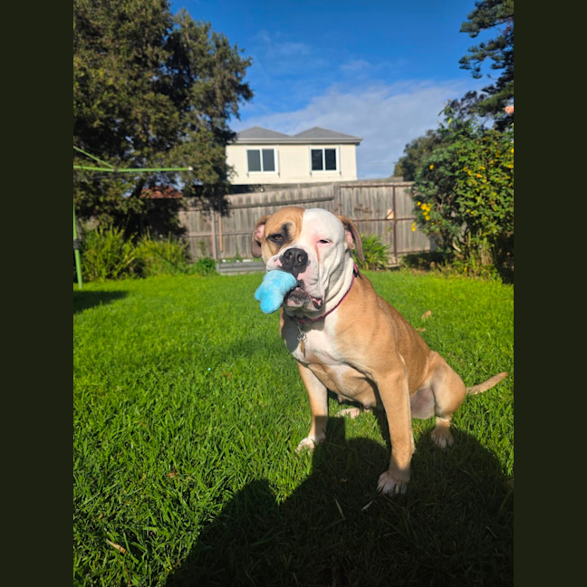 Photo of Harlow
