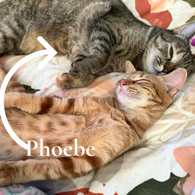 Photo of Phoebe