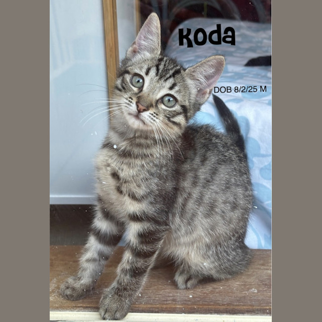 Photo of Koda