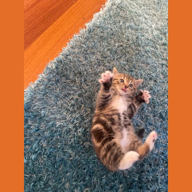 Photo of Rolo