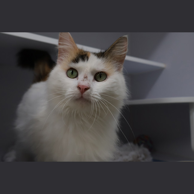 Photo of Mitsi