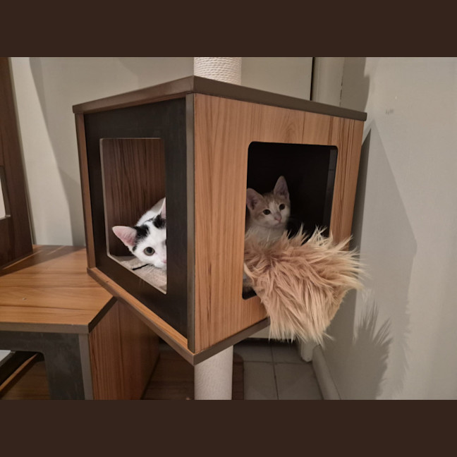 Photo of 🧡🧡 Cinnamon 🧡🧡
