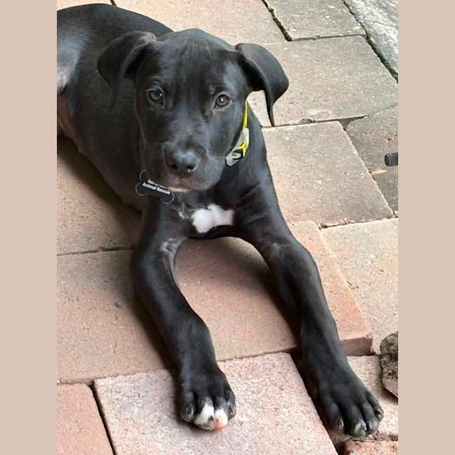 Photo of Kuro