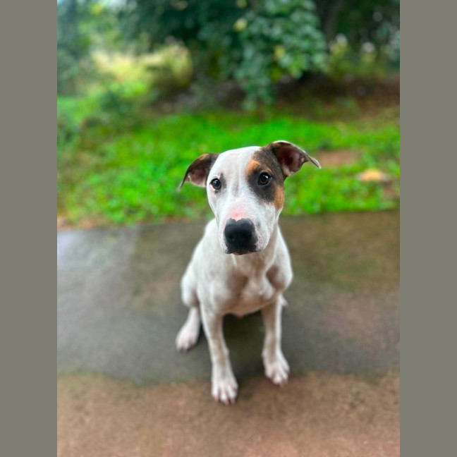 Photo of Harley