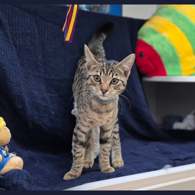 Photo of Polly (8966)