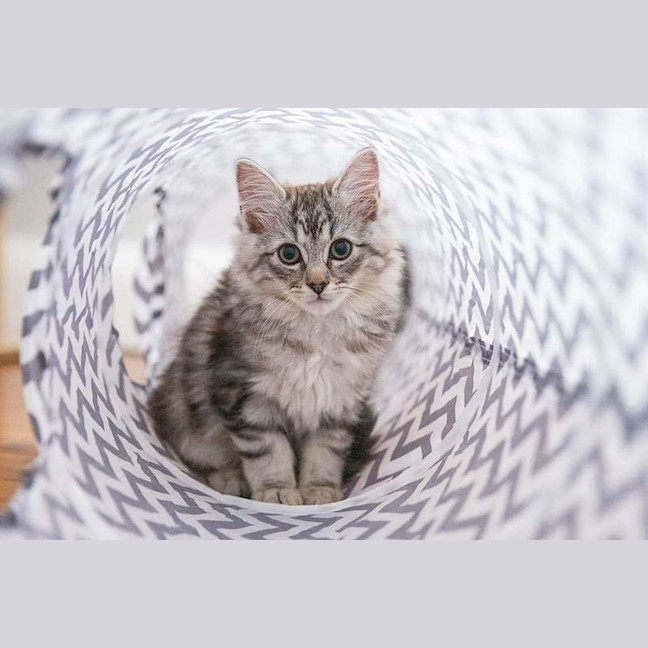 Photo of Fuzz