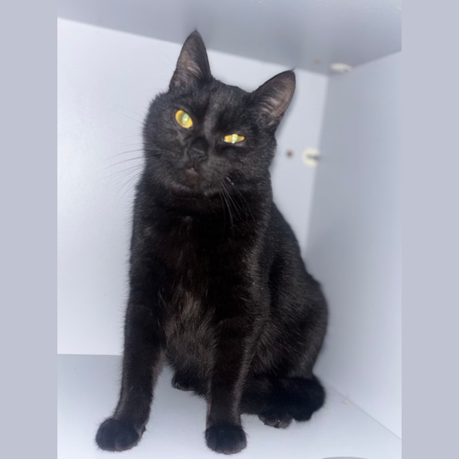 Photo of Nox