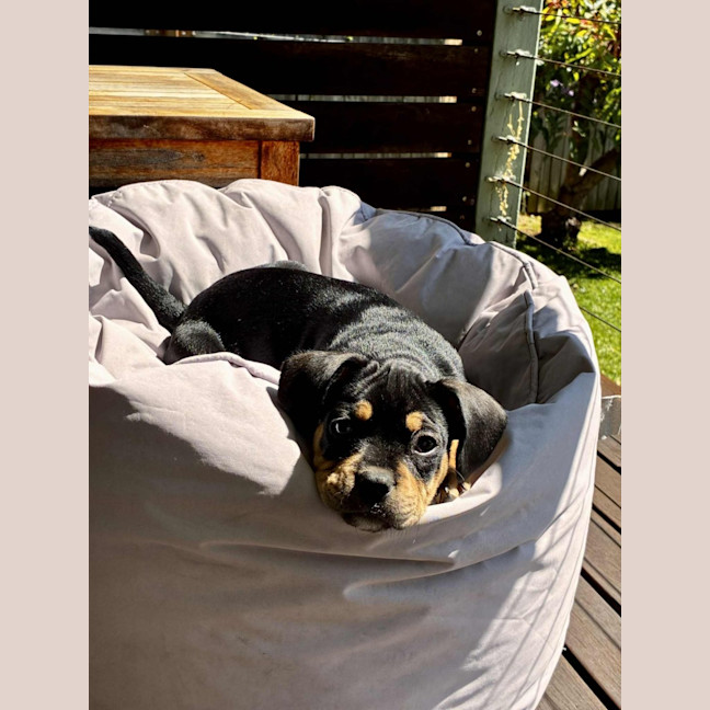 Photo of Maisy – 3 Month Old French Bulldog X