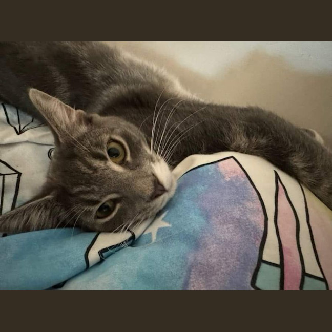 Photo of Alfie And Vinnie 