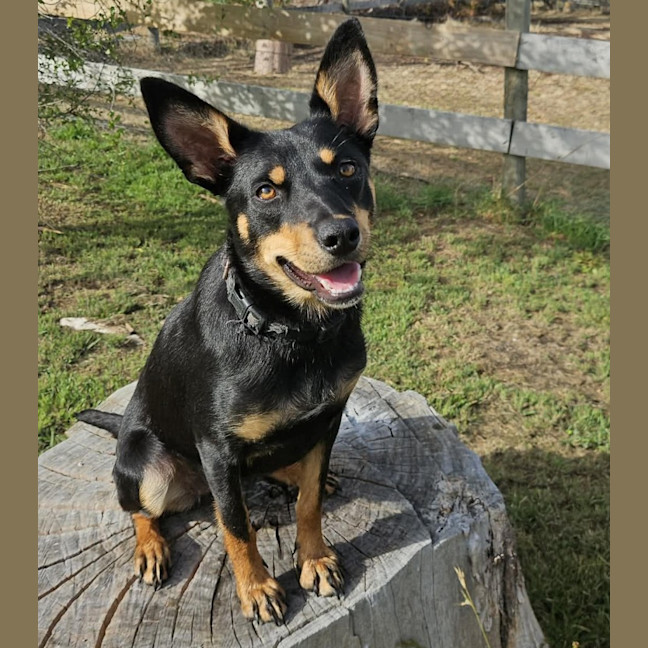 Photo of Tilly